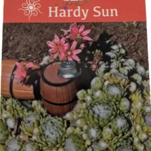 Lagger's Mini Hens & Chicks Succulent – Sempervivum in 2.5" Pot – Hardy