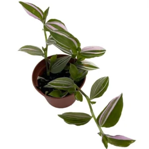 Lavender Tradescantia fluminensis – 2.5