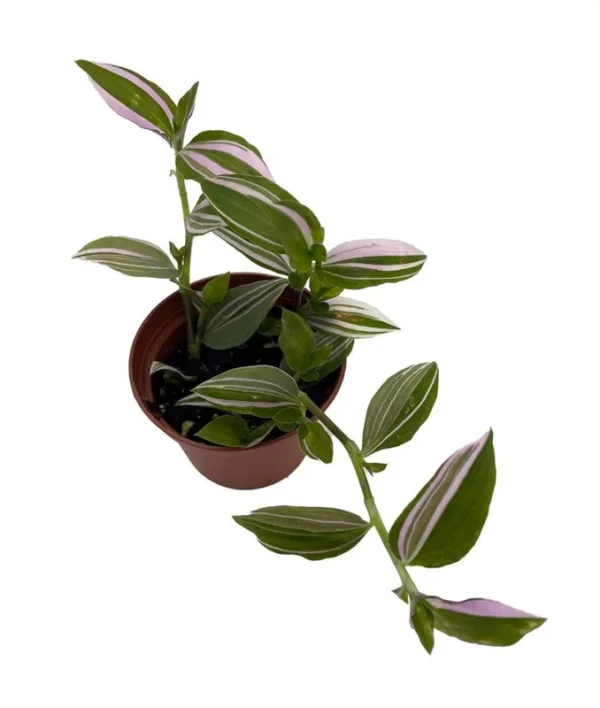 Lavender Tradescantia fluminensis – 2.5" Pot Trailing Indoor Plant