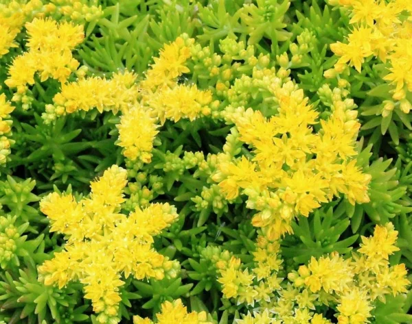 Lemon Ball Sedum Succulent - 2.5" Pot - Yellow-Green Plant for Indoors or Outdoors