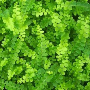 Lemon Button Fern - Nephrolepis cordifolia Duffii Live Plant in 3.5