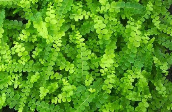 Lemon Button Fern - Nephrolepis cordifolia Duffii Live Plant in 3.5" Pot, Compact Indoor Houseplant