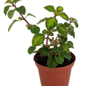 Lemon Lime Kandy Kisses Hemizygia Plant - 2.5" Pot, Lavender Flowers, Easy Houseplant