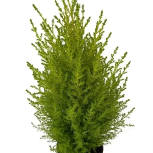 Lemon Scented Goldcrest Cypress Tree 4.5