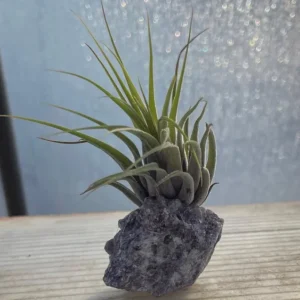 Lepidolite Healing Crystal + Air Plant Tillandsia | Natural Stress Relief Decor