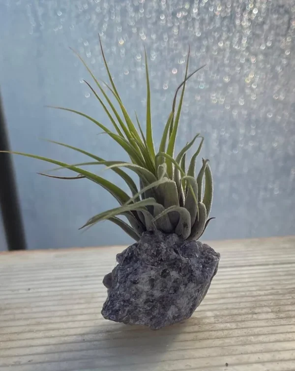 Lepidolite Healing Crystal + Air Plant Tillandsia | Natural Stress Relief Decor