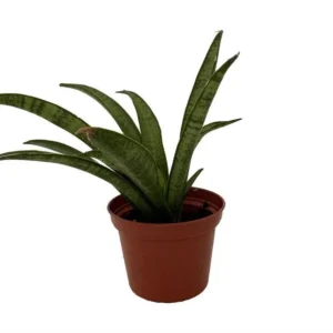 Lilliput Snake Plant - Compact Sansevieria Hybrid in 2.5