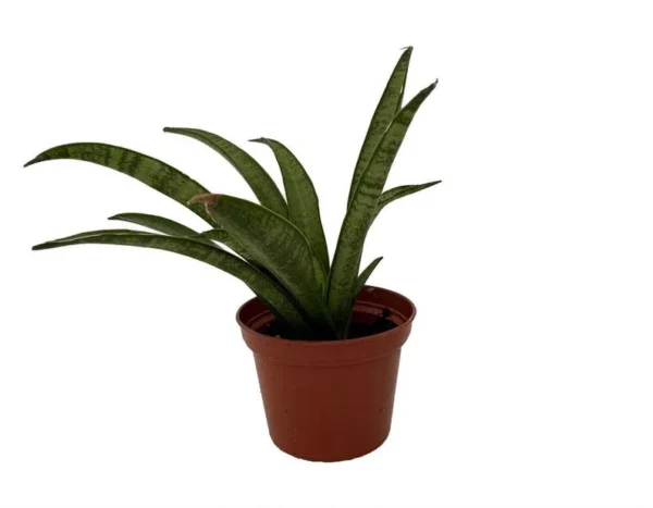 Lilliput Snake Plant - Compact Sansevieria Hybrid in 2.5" Pot – Indoor Houseplant