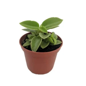 Limey Pixie Peperomia Compact Indoor Plant – 2.5