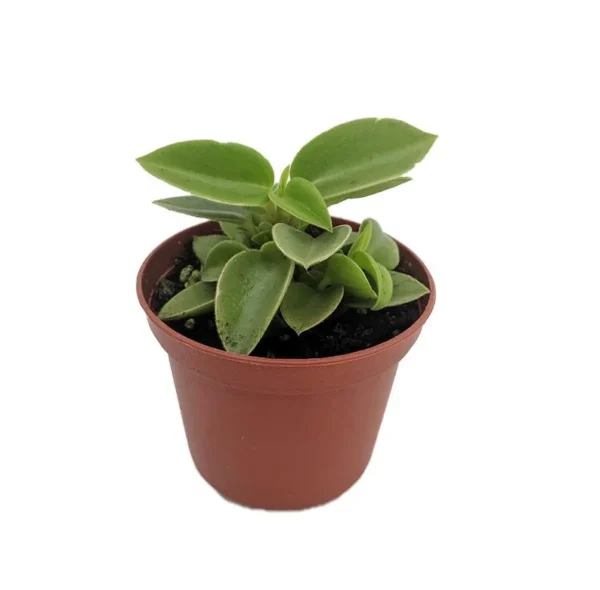 Limey Pixie Peperomia Compact Indoor Plant – 2.5" Pot – Easy to Grow