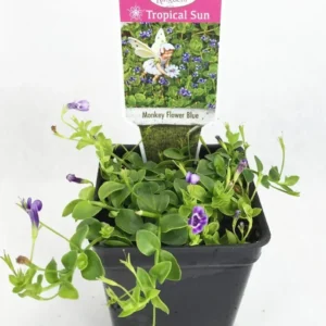 Lindernia Grandiflora Blue Monkey Flower – 2.5