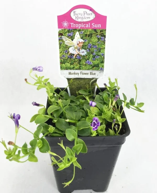 Lindernia Grandiflora Blue Monkey Flower – 2.5" Pot Live Plant – Creeper for Terrariums & Fairy Gardens