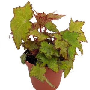 Little Beaver Begonia Plant – Compact Houseplant for Terrarium/Fairy Garden – 3.7" Pot