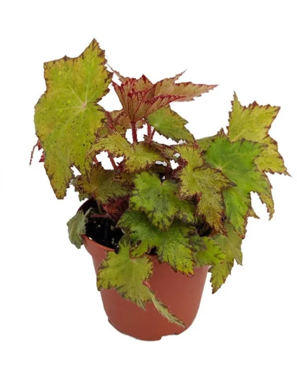 Little Beaver Begonia Plant – Compact Houseplant for Terrarium/Fairy Garden – 3.7" Pot