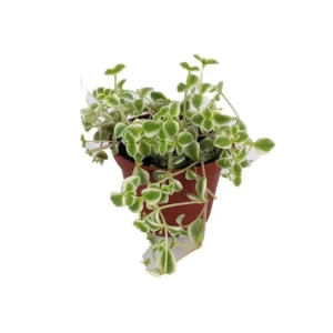 Little Missy Sedum Succulent Plant - 2.5