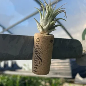 Live Air Plant Tillandsia on Cork Magnet – Indoor Décor Gift, Easy Care Plant