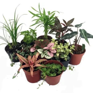 Live Terrarium & Fairy Garden Plants - 10-Pack, 2-Inch Pots, Seasonal Indoor