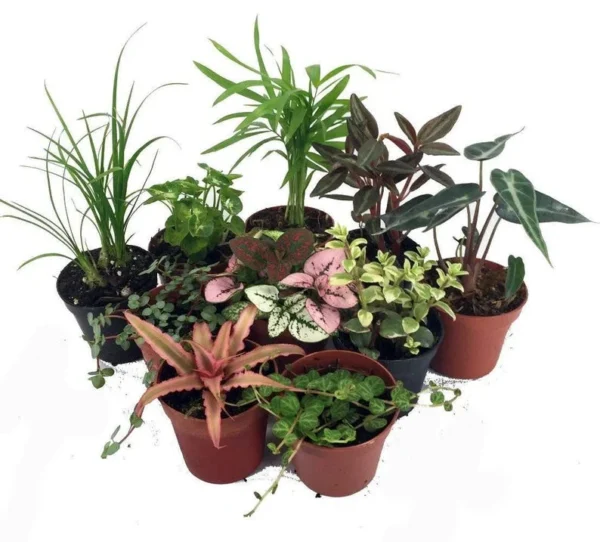 Live Terrarium & Fairy Garden Plants - 10-Pack, 2-Inch Pots, Seasonal Indoor