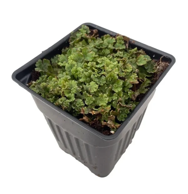 Liverwort Fossil Plant - 4" Potted Indoor Plant for Fairy Gardens & Terrariums