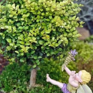 Lonicera nitida 'Baggescens Gold' – Mini Japanese Golden Privet Bonsai Tree, 4