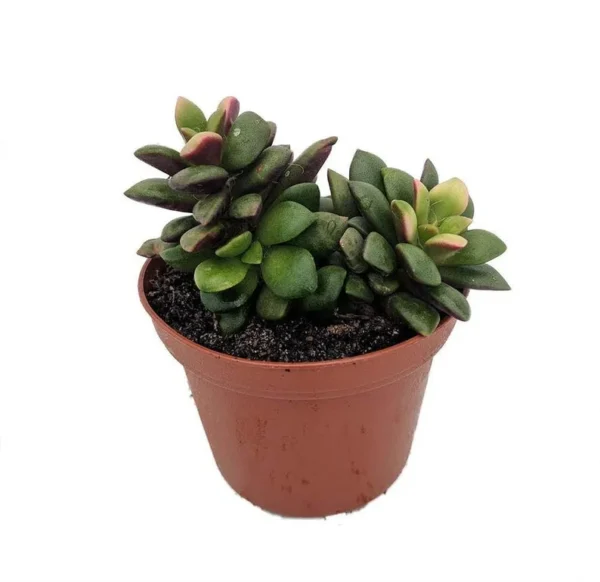 Lost Love Succulent Plant Anacampseros rufescens Variegata in 2 Inch Pot – Easy Care Indoor Houseplant