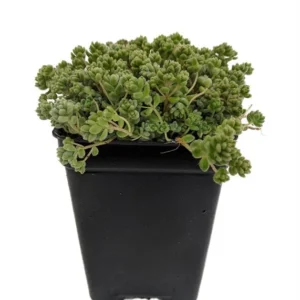 Love’s Triangle Sedum – Ground Cover Stonecrop Fairy Garden Plant – 2.5