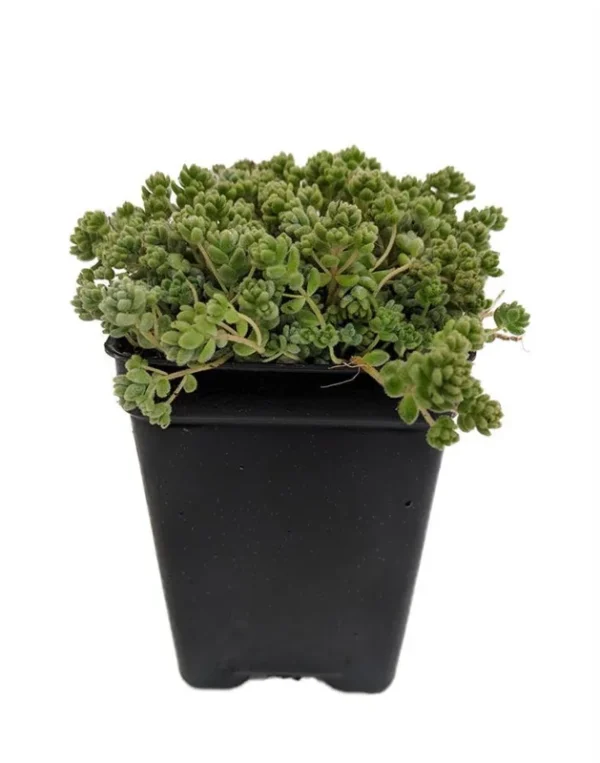 Love’s Triangle Sedum – Ground Cover Stonecrop Fairy Garden Plant – 2.5" Pot