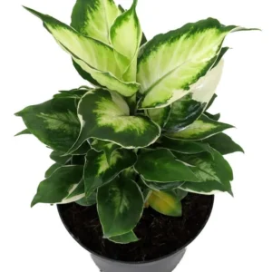 Maculata Dieffenbachia - Exotic Variegated Houseplant, 6