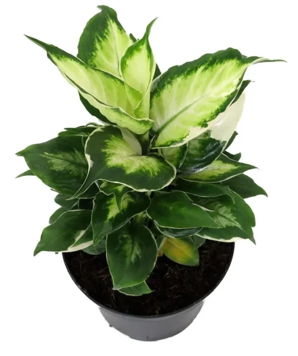 Maculata Dieffenbachia - Exotic Variegated Houseplant, 6" Pot, Easy Indoor Plant Care