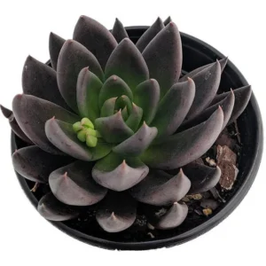 Mexican Rose Succulent - Black Knight Echeveria - 2.5 Inch Pot, Live Houseplant