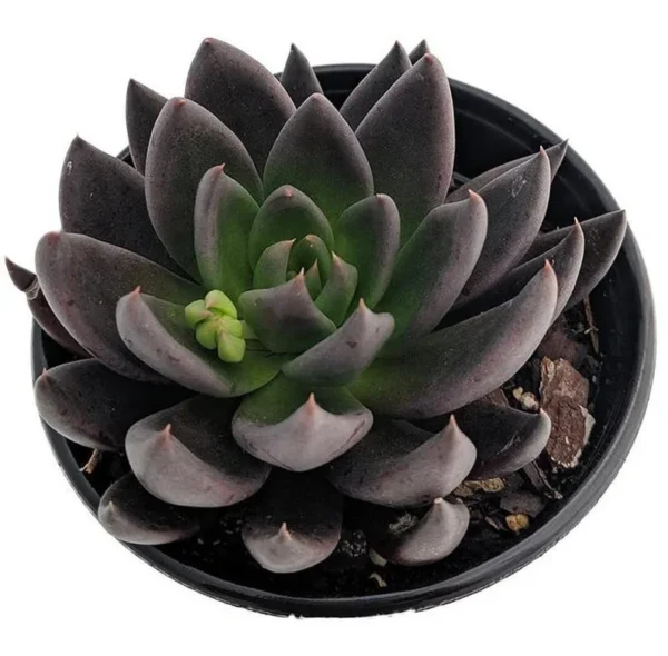 Mexican Rose Succulent - Black Knight Echeveria - 2.5 Inch Pot, Live Houseplant