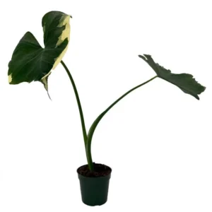 Mickey Mouse Elephant Ear Alocasia – 6" Pot Tropical Variegated Houseplant