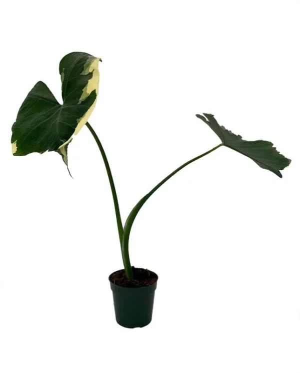 Mickey Mouse Elephant Ear Alocasia – 6" Pot Tropical Variegated Houseplant