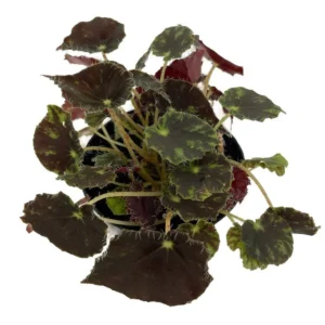 Micro Mo Begonia Plant – Small Leaf Hybrid 2.5 Inch Pot – Houseplant Collector’s Series