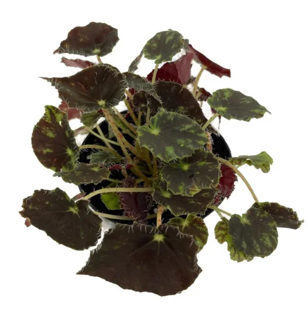 Micro Mo Begonia Plant – Small Leaf Hybrid 2.5 Inch Pot – Houseplant Collector’s Series