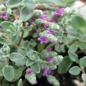 Micro Silver Oregano Plant - Edible Herb in 2.5