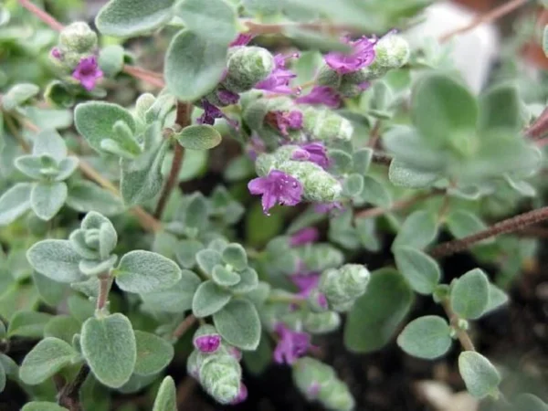 Micro Silver Oregano Plant - Edible Herb in 2.5" Pot for Terrariums & Indoor Gardens