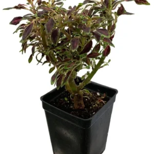 Mini Autumn Leaves Coleus Tree Houseplant – 2.5