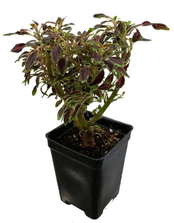 Mini Autumn Leaves Coleus Tree Houseplant – 2.5" Pot – Easy to Grow Indoors