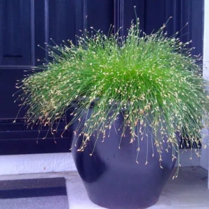 Mini Fiber Optic Grass - Isolepis/Scirpus Cernuus - 2.5" Pot - Fairy Garden Sedge