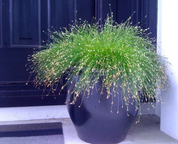 Mini Fiber Optic Grass - Isolepis/Scirpus Cernuus - 2.5" Pot - Fairy Garden Sedge