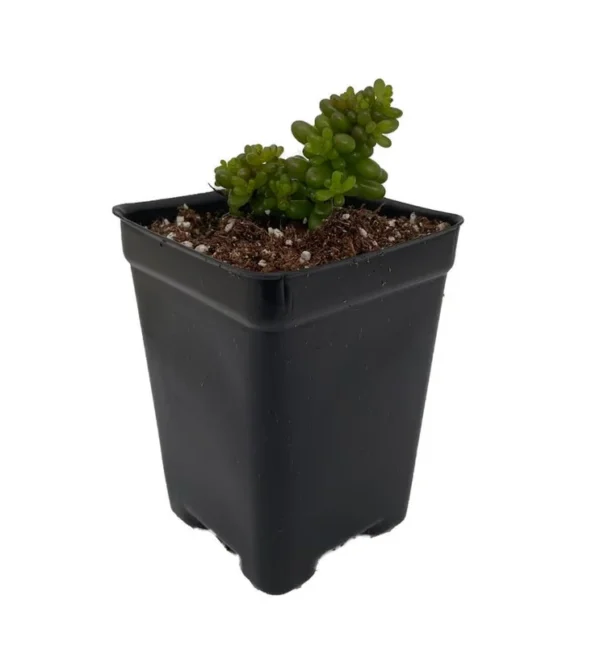 Mini Me Jelly Bean Succulent Plant – 2.5 Inch Pot – Sedum rubrotinctum House Plant