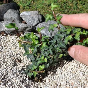 Miniature Abundance English Ivy – Tiny Leaf Ivy Plant – 2.5