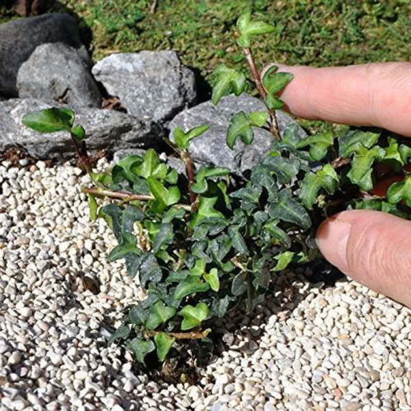 Miniature Abundance English Ivy – Tiny Leaf Ivy Plant – 2.5" Pot for Terrariums, Fairy Gardens, Indoor Décor