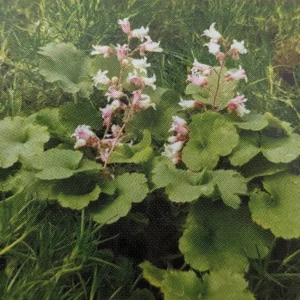 Miniature Pulchella Coral Bells - Dwarf Heuchera - 2.5 Inch Pot