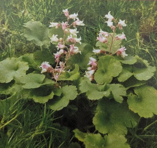 Miniature Pulchella Coral Bells - Dwarf Heuchera - 2.5 Inch Pot