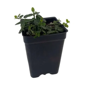 Miniature Wintercreeper Euonymus fortunei ‘Kewensis’ - 2.5" Pot Creeping Evergreen