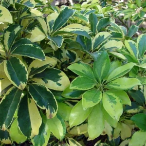 Moondrop Crème & Green Hawaiian Schefflera Plant - 3.5