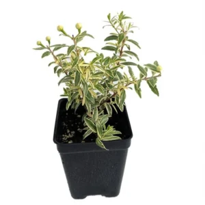 Myrtus Mini Variegated Biblical Myrtle - 2.5