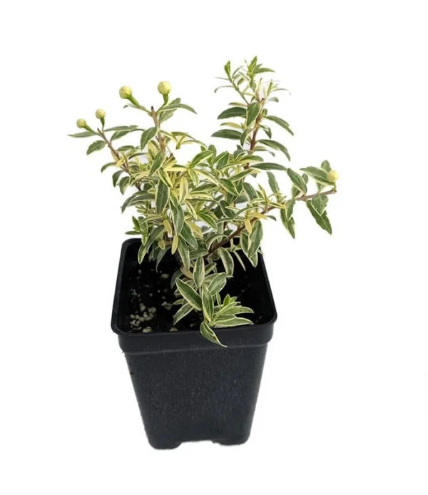 Myrtus Mini Variegated Biblical Myrtle - 2.5" Pot - Edible Houseplant